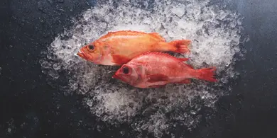 Redfish