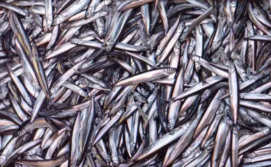 4 471Fbe8fc1504eb1c2a79b29bc3fd4aef6baed1f