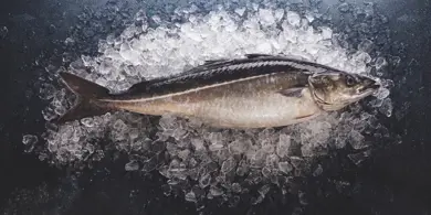 Saith Fish Saithe - VSV