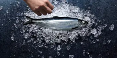 PELAGIC FISH