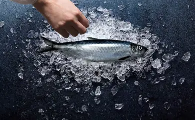 PELAGIC FISH