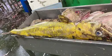 6 154086249 245030217272201 2528207765079260319 N 3