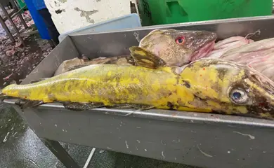 6 154086249 245030217272201 2528207765079260319 N 3