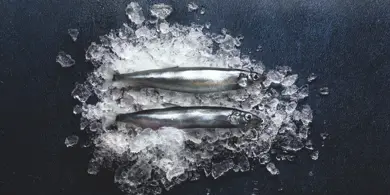 Capelin