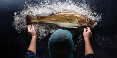 Herogroundfish